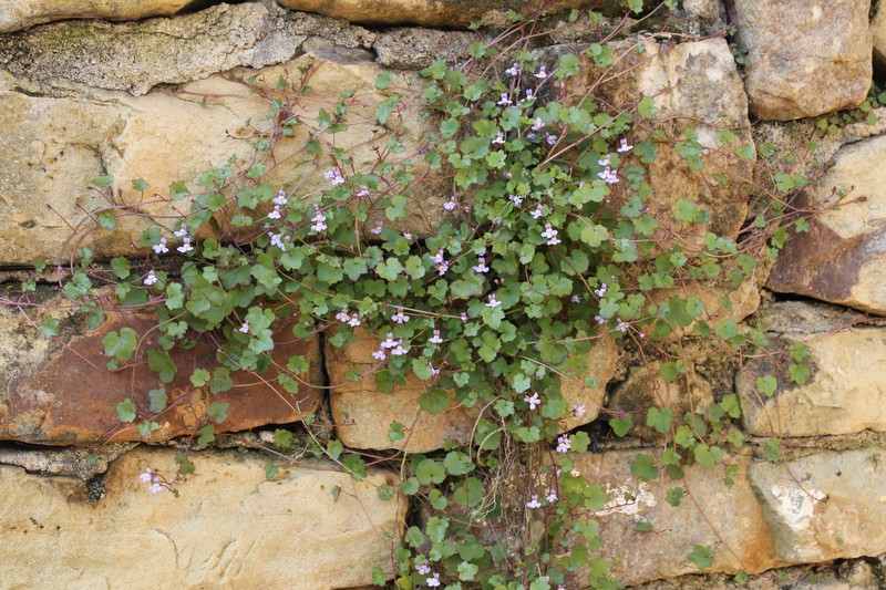 Kenilworth Ivy photo 8