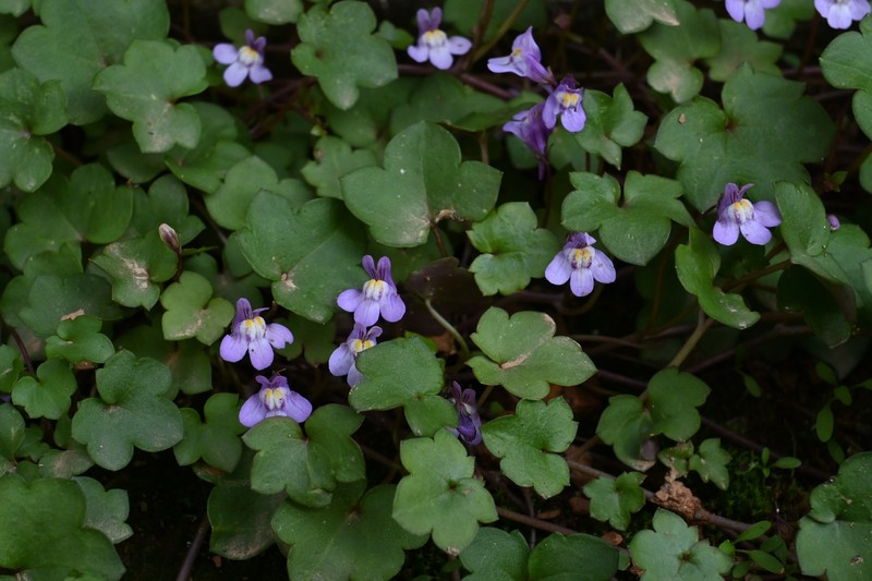 Cymbalaria muralis subsp. muralis