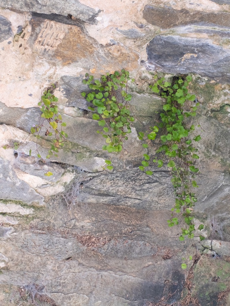 Cymbalaria muralis subsp. muralis photo 2