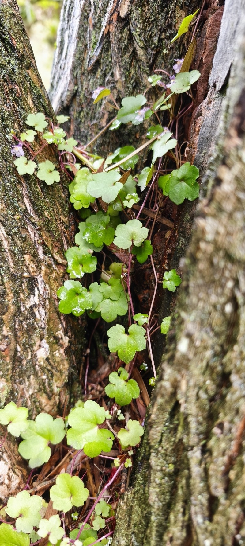 Cymbalaria muralis subsp. muralis photo 3