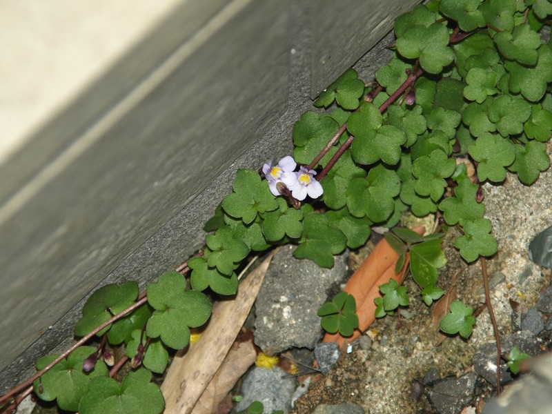 Cymbalaria muralis subsp. muralis photo 4