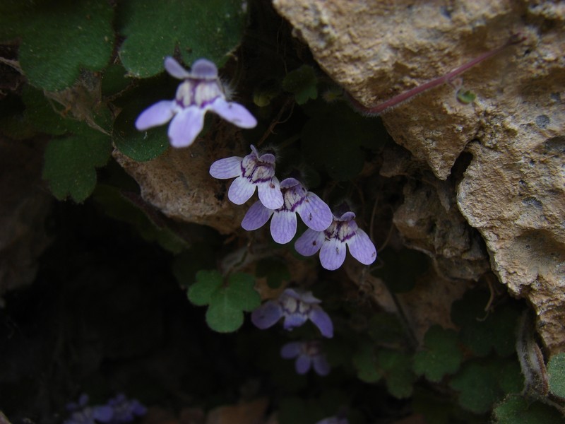 Cymbalaria spetae photo 2