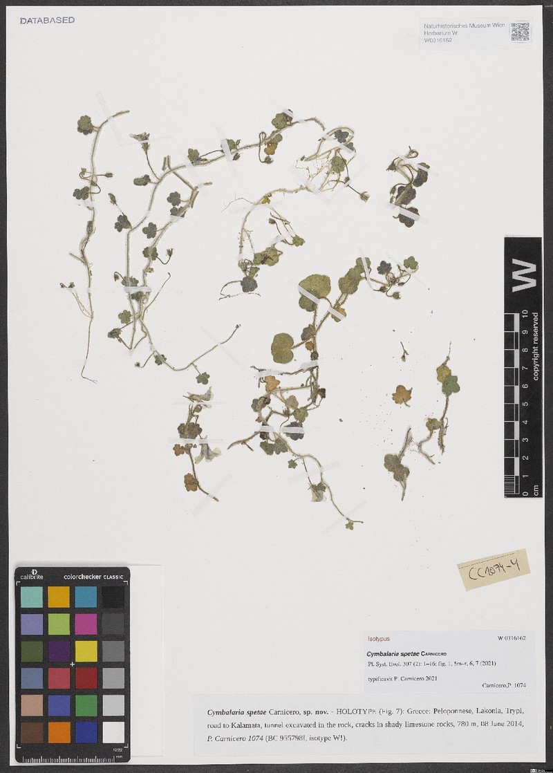 Cymbalaria spetae photo 4