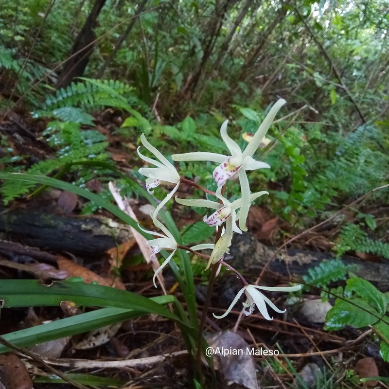 Cymbidium aliciae