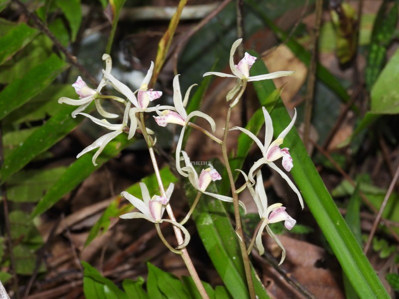 Cymbidium aliciae photo 2