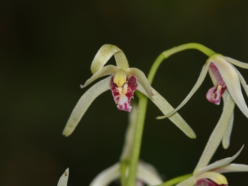 Cymbidium aliciae photo 5
