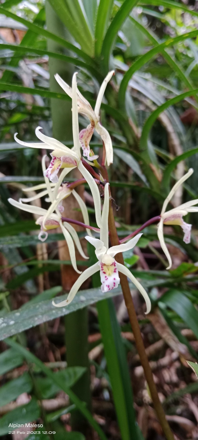 Cymbidium aliciae photo 7