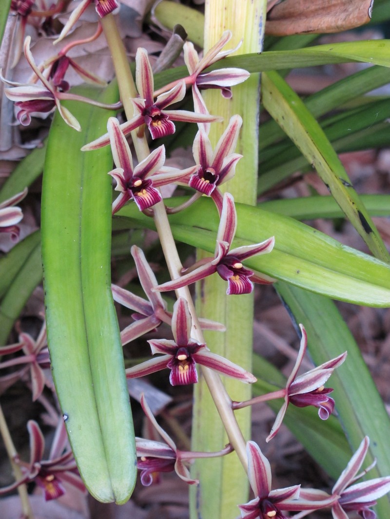 Cymbidium aloifolium photo 2