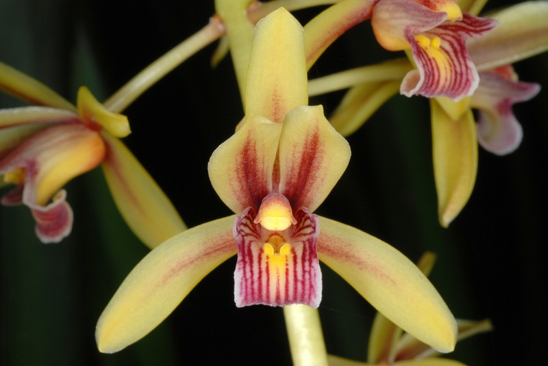 Cymbidium aloifolium photo 3