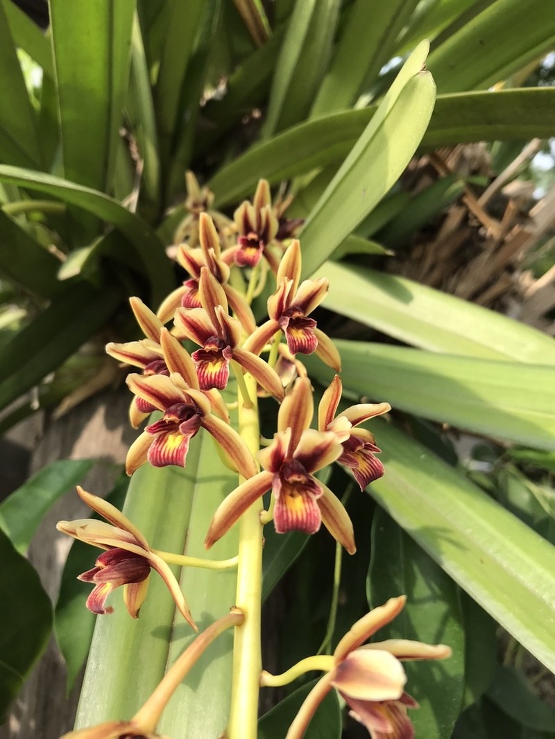 Cymbidium aloifolium photo 4