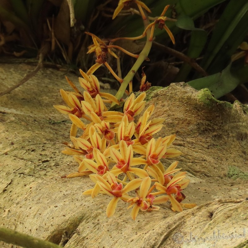 Cymbidium aloifolium photo 5