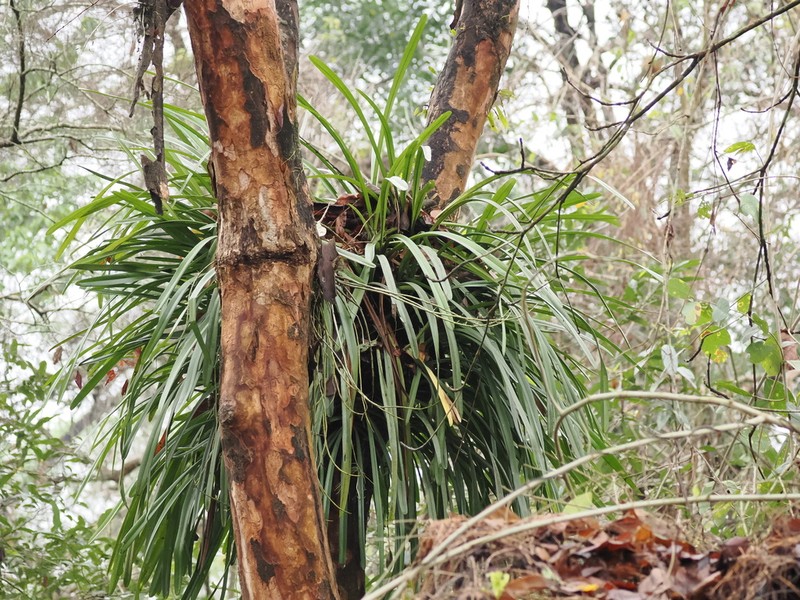 Cymbidium aloifolium photo 6