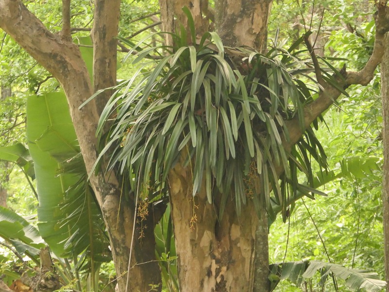 Cymbidium aloifolium photo 7