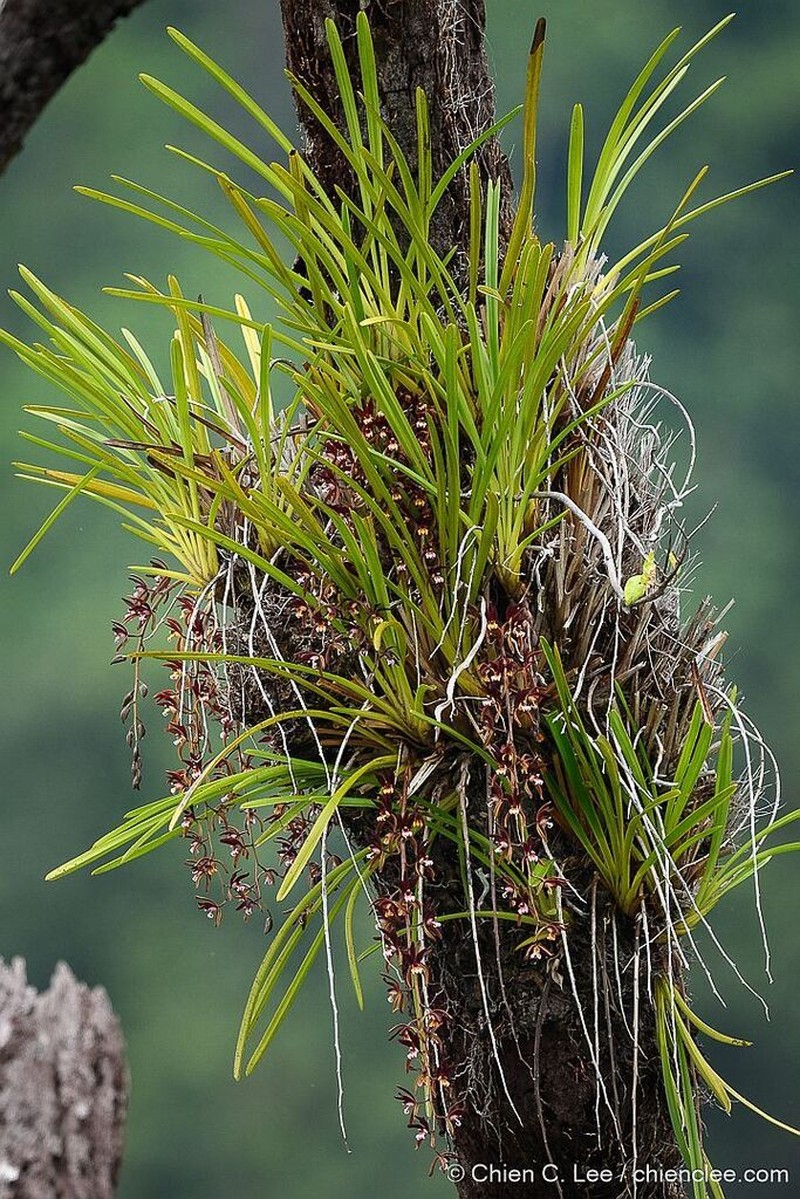 Cymbidium atropurpureum photo 2