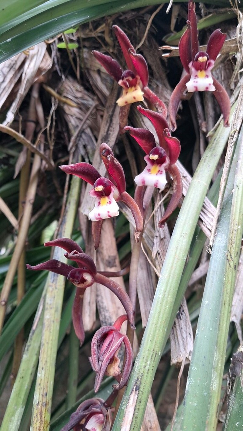 Cymbidium atropurpureum photo 3