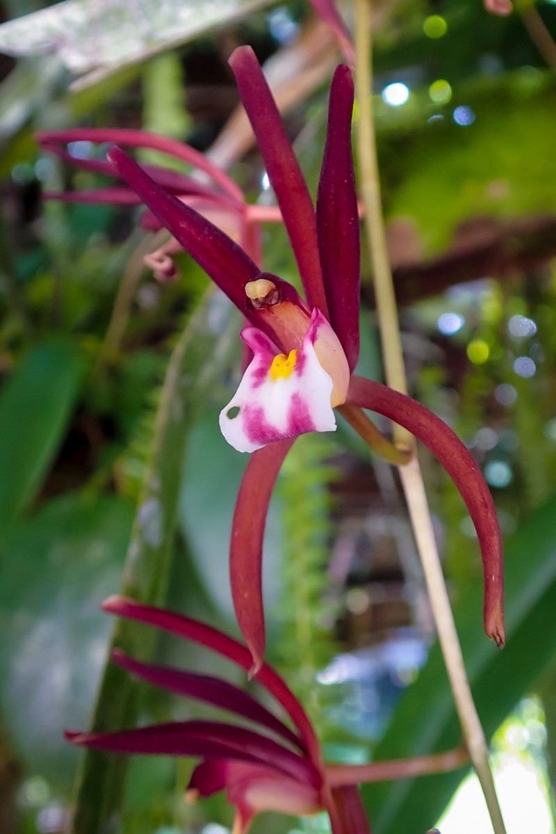 Cymbidium atropurpureum photo 4