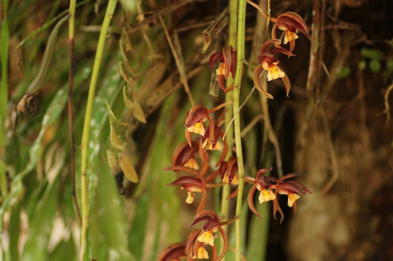 Cymbidium atropurpureum photo 5