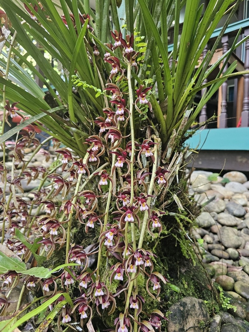 Cymbidium atropurpureum photo 6