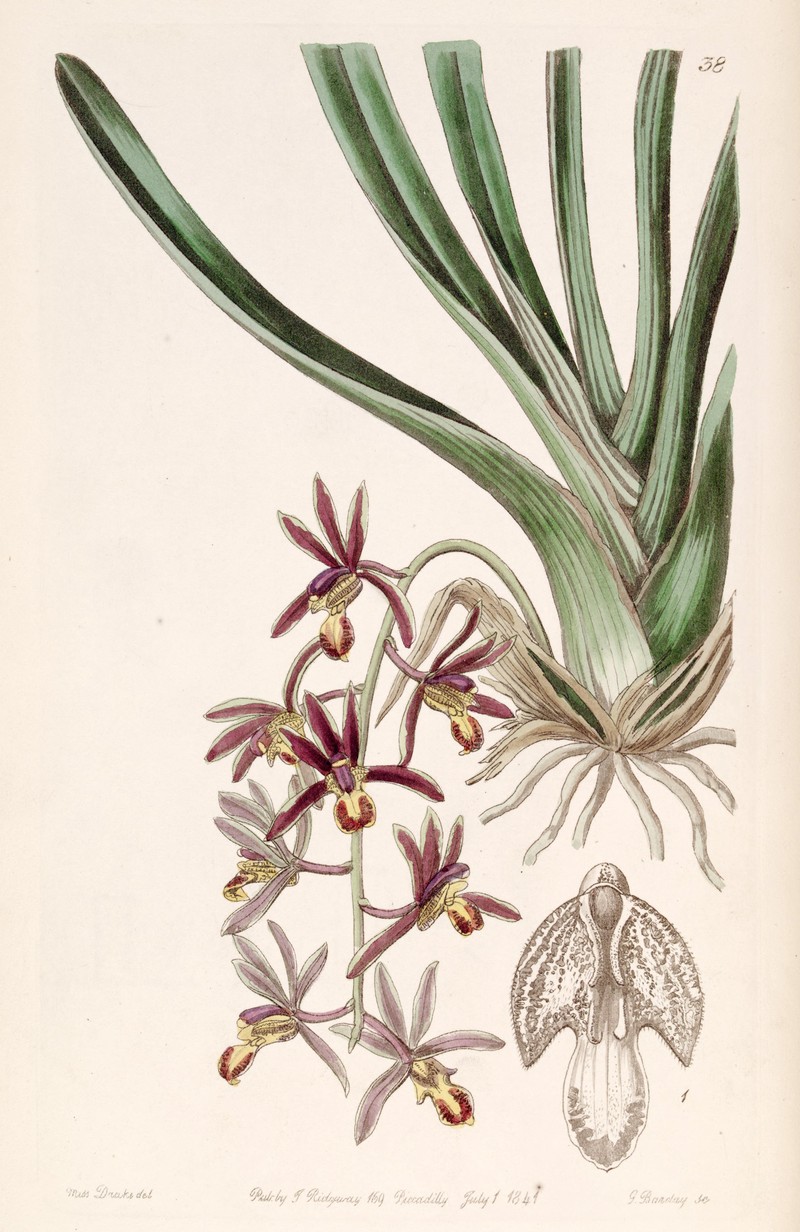 Cymbidium bicolor