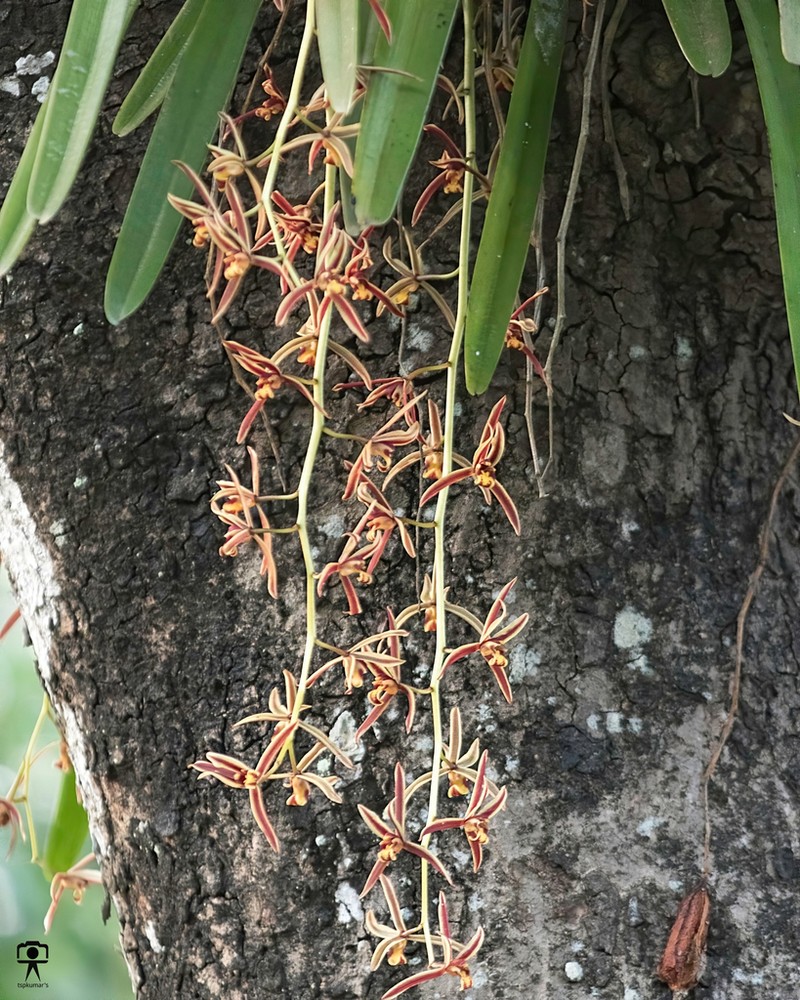 Cymbidium bicolor photo 3