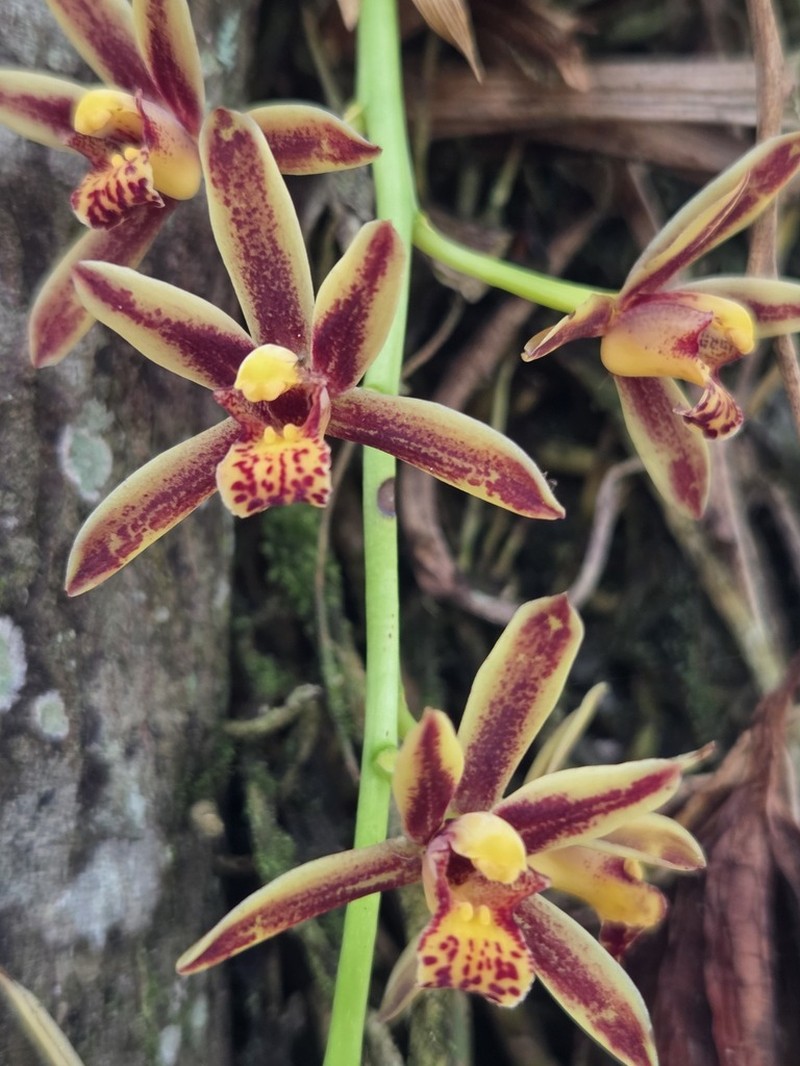 Cymbidium bicolor photo 5