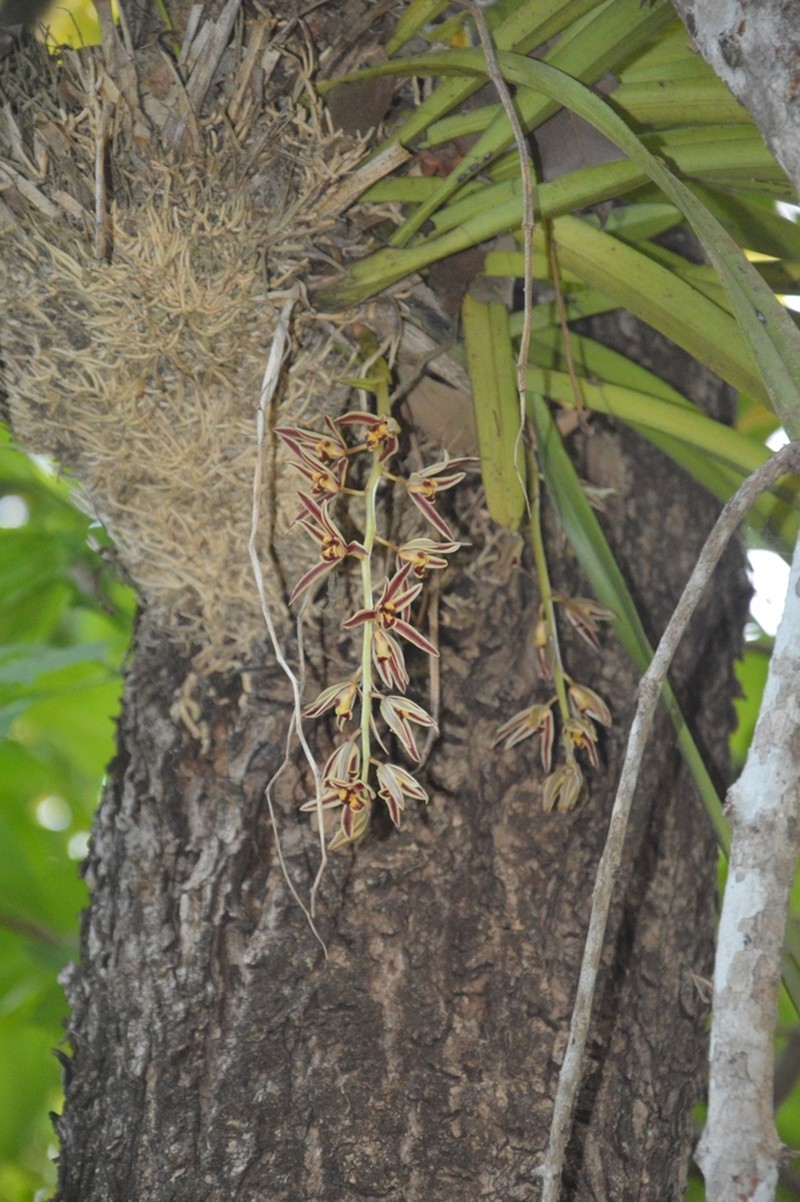 Cymbidium bicolor photo 6