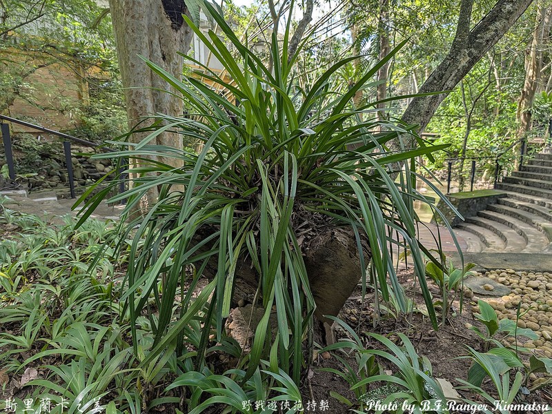 Cymbidium bicolor photo 7