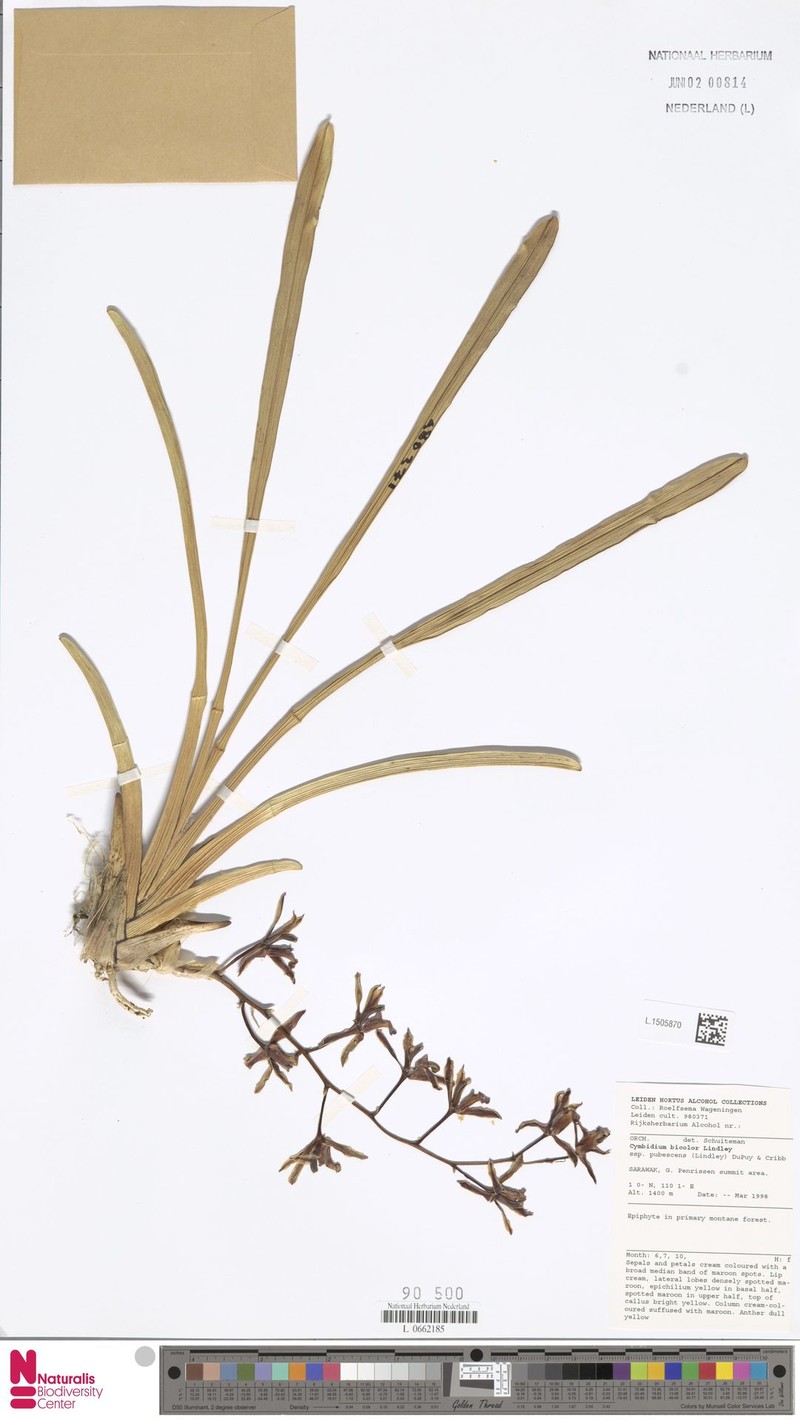 Cymbidium bicolor subsp. pubescens