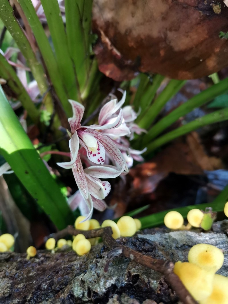 Cymbidium borneense