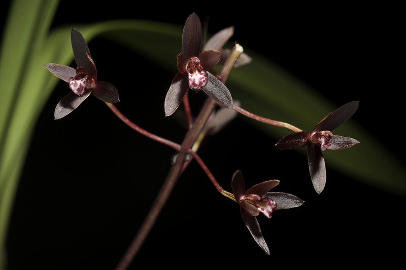 Cymbidium canaliculatum