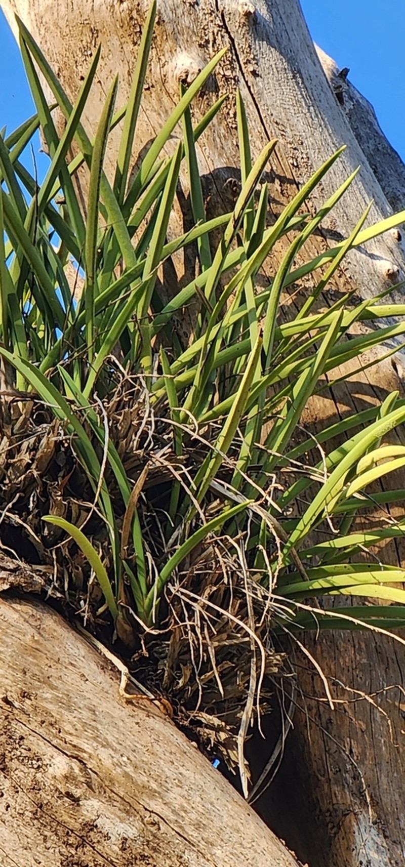 Cymbidium canaliculatum photo 2