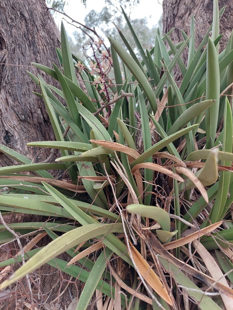 Cymbidium canaliculatum photo 3