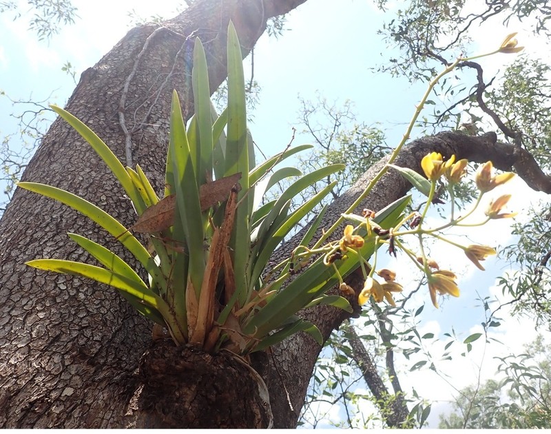 Cymbidium canaliculatum photo 4