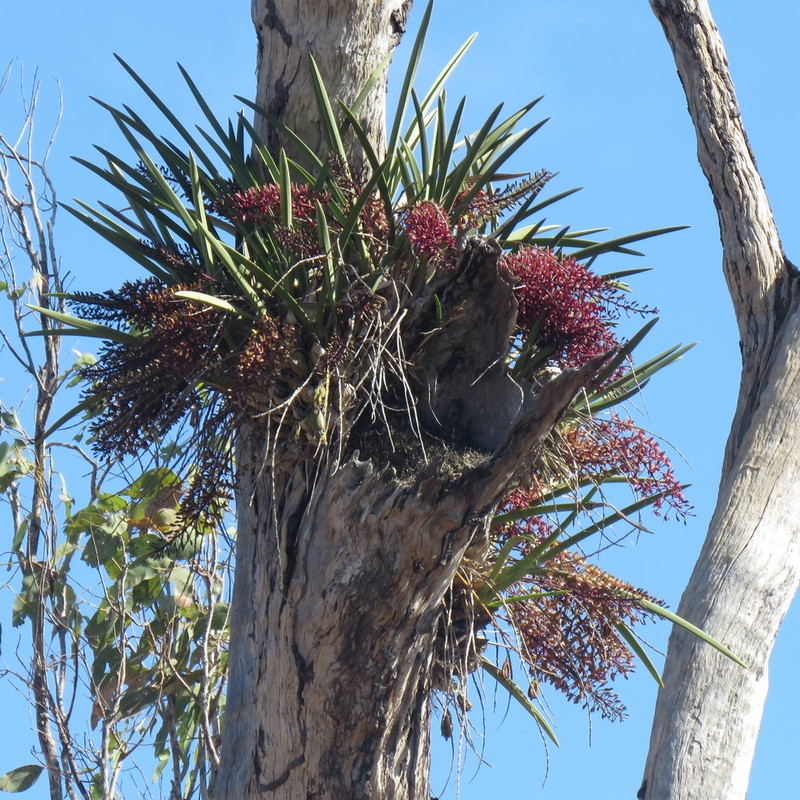 Cymbidium canaliculatum photo 5