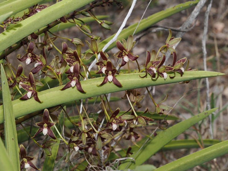 Cymbidium canaliculatum photo 6