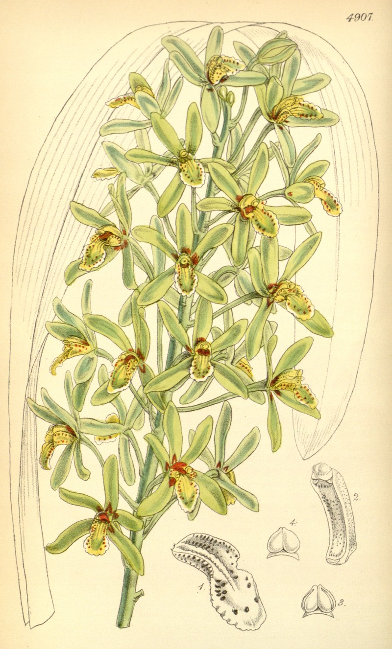 Cymbidium chloranthum