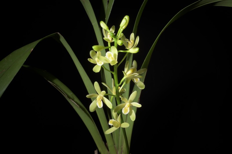 Cymbidium chloranthum photo 2