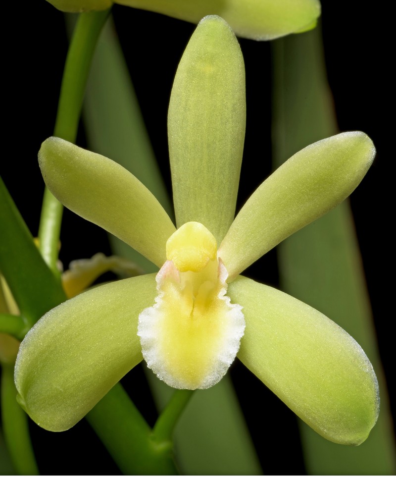 Cymbidium chloranthum photo 3