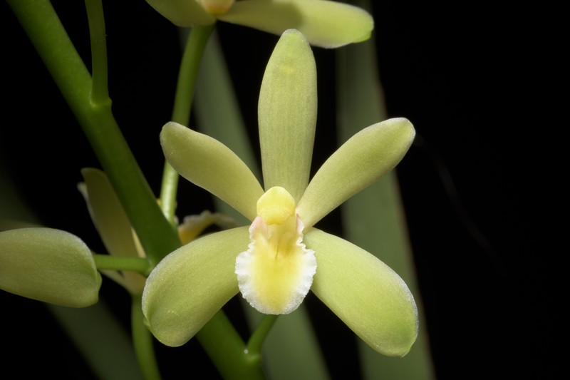 Cymbidium chloranthum photo 4