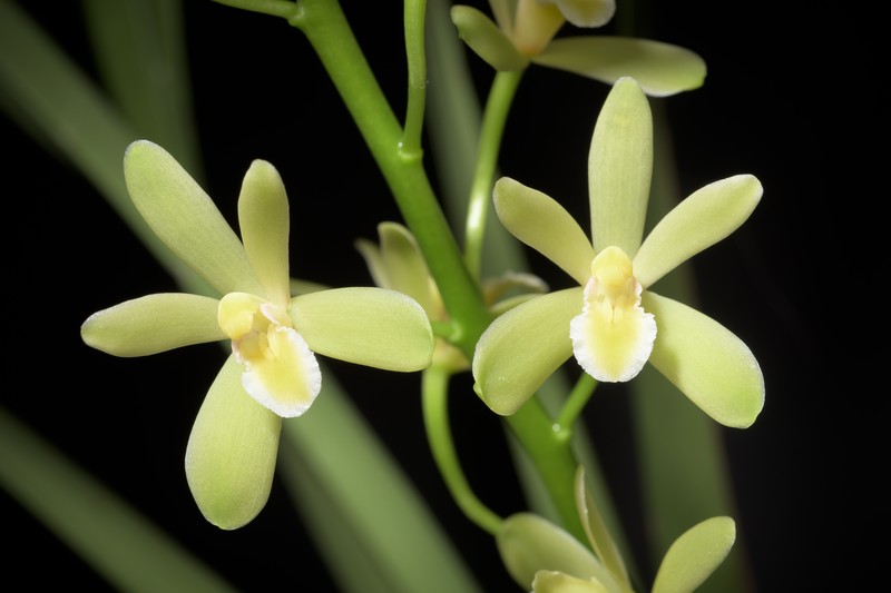 Cymbidium chloranthum photo 5