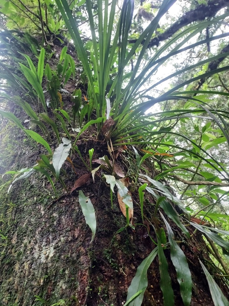 Cymbidium cochleare photo 5