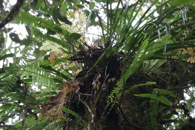 Cymbidium cochleare photo 7
