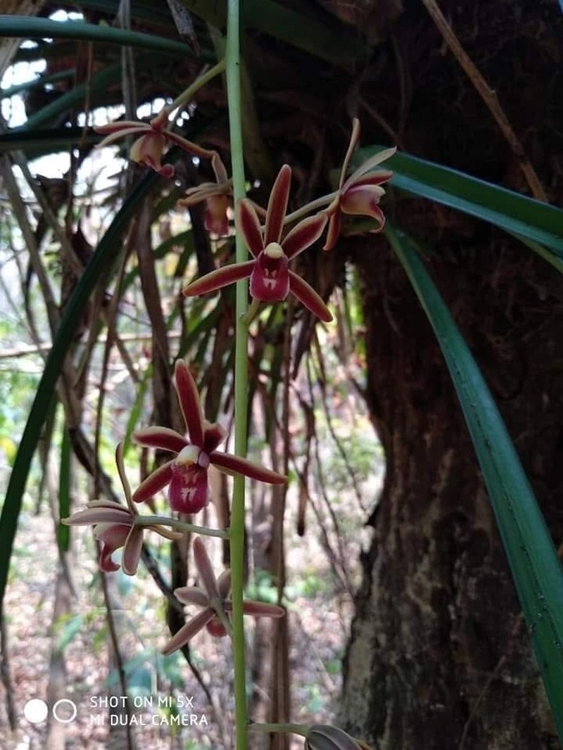 Cymbidium crassifolium