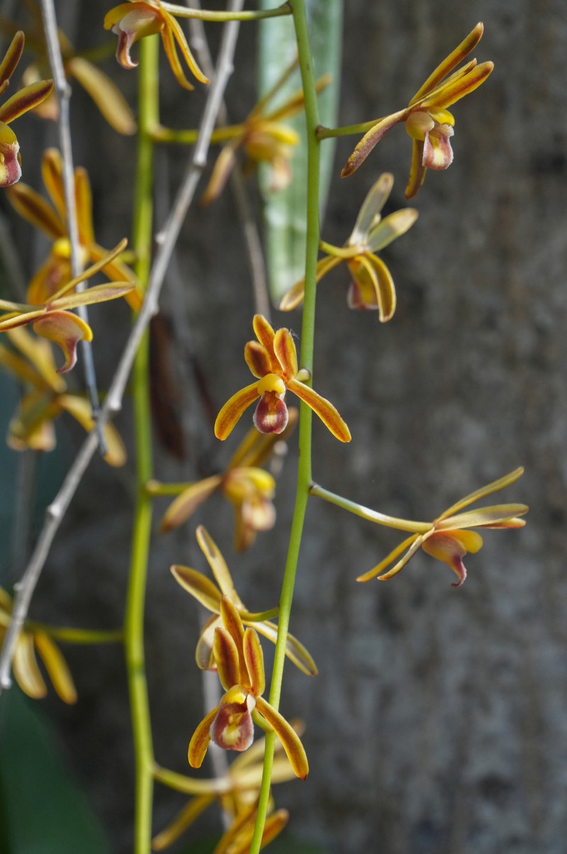 Cymbidium crassifolium photo 2