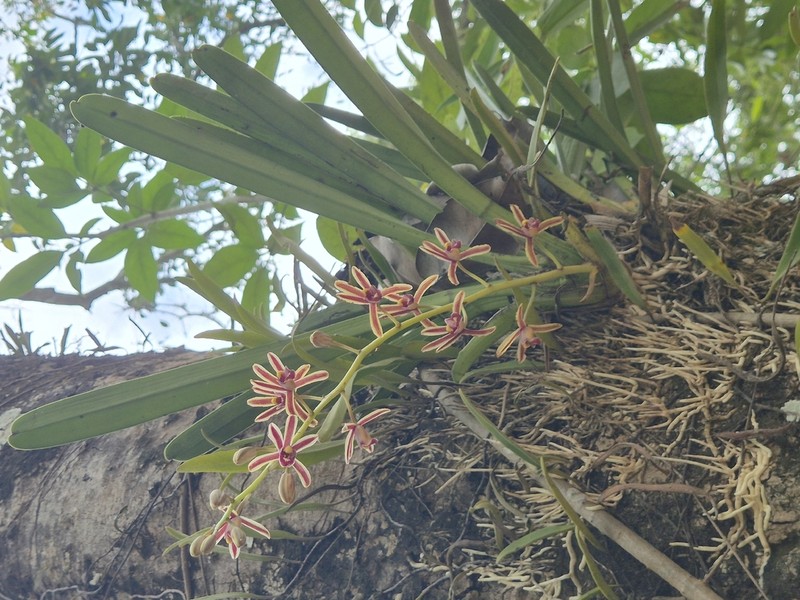 Cymbidium crassifolium photo 3