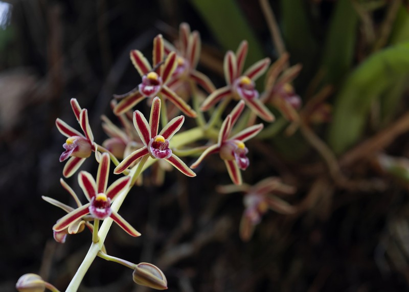 Cymbidium crassifolium photo 4