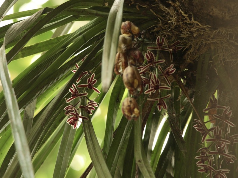 Cymbidium crassifolium photo 5