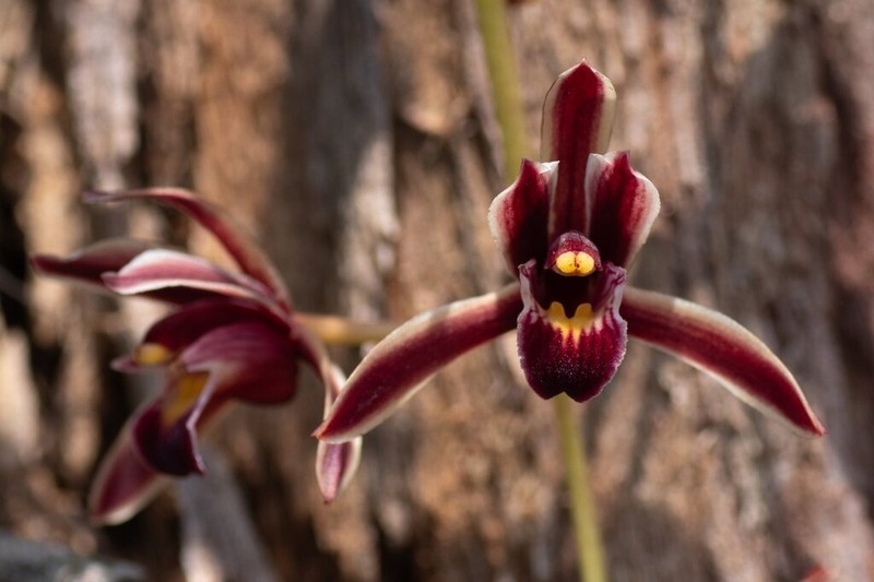 Cymbidium crassifolium photo 6