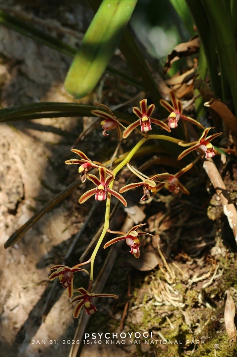 Cymbidium crassifolium photo 7