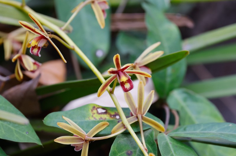 Cymbidium crassifolium photo 8